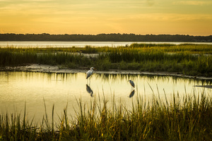 Golden Morning 