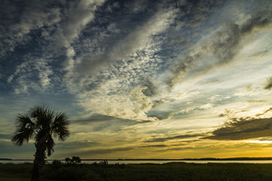 Palm Tree Sunrise