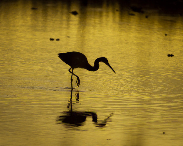 Egret Print