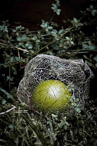 Fallen Tomatillo