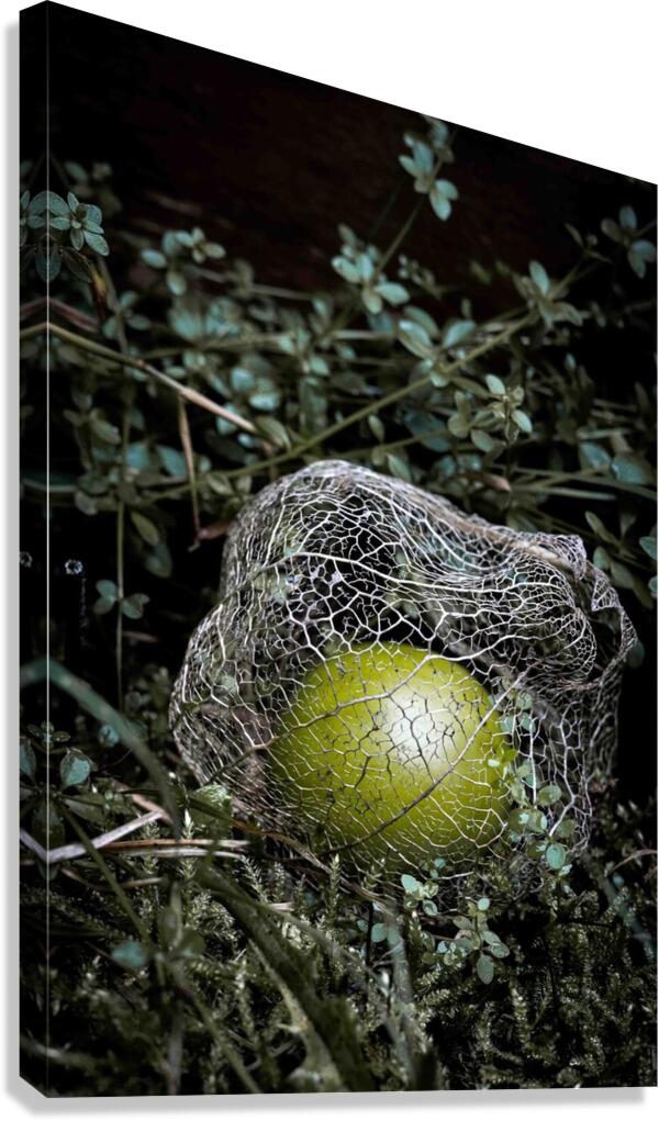 Fallen Tomatillo Canvas Print