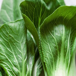 Bok Choy