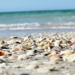 Shell colors