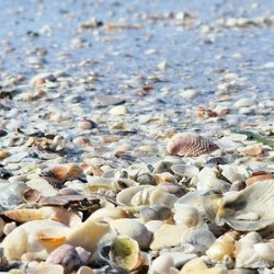The Beauty of Shells