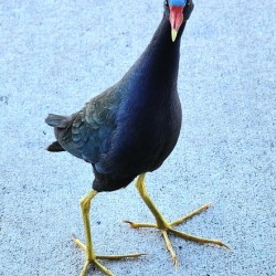 Purple Gallinule 2