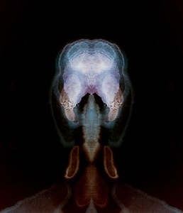 Insect Head