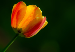 Springtime