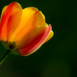 Springtime