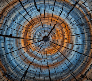 Textured Wood Grain - Artistic Tree Ring Close-Up