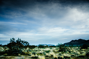 Joshua Tree 0413
