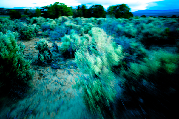 Sage Tropic 7068 Print