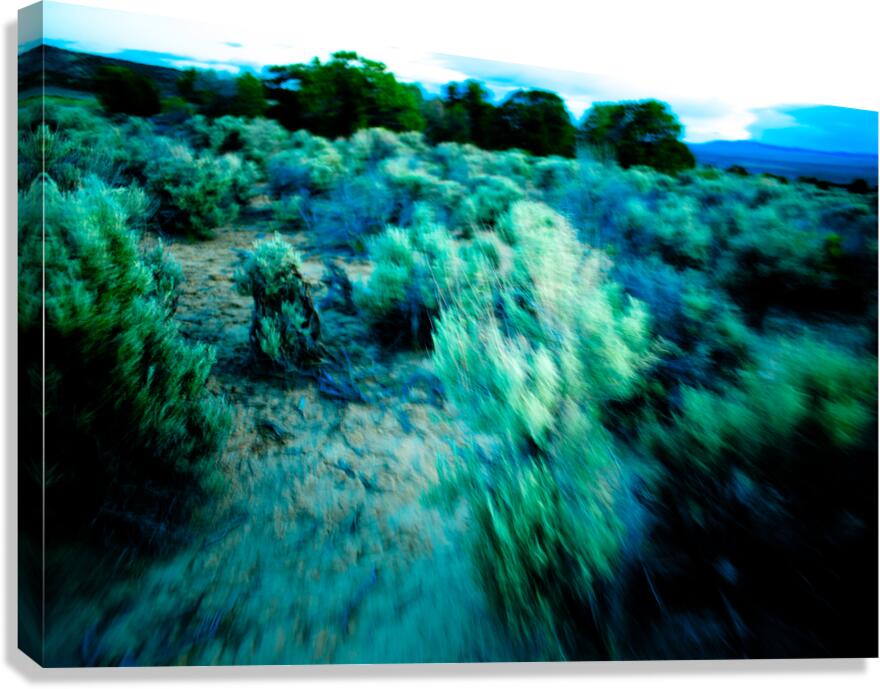 Sage Tropic 7068 Canvas Print