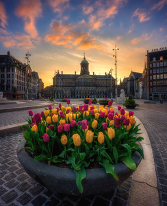 Tulips From Amsterdam