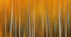 Birch Tree Forest Wyoming