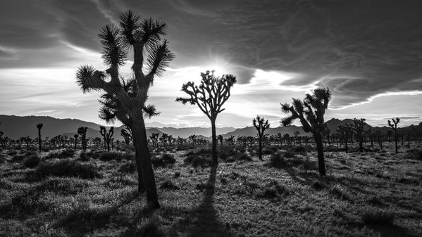Joshua Trees | Black and White Desert Photo Print