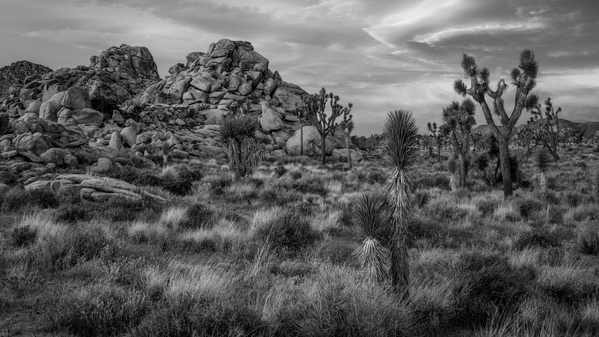 Joshua Tree National Park Print