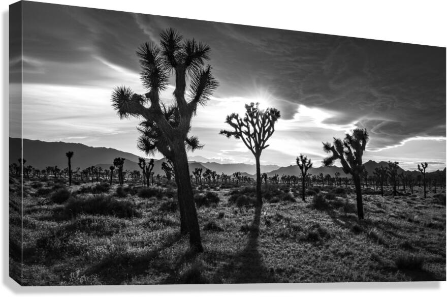 Joshua Trees | Black and White Desert Photo Canvas Print