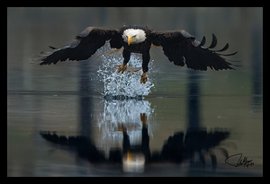 Eagle 5PS