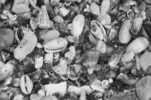 Shells II