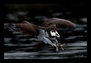 Osprey Eyes 20x30 jpeg