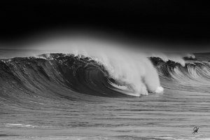 Sharks Cove Wave II LG2 2