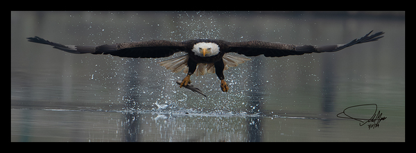 Eagle Stare  Print