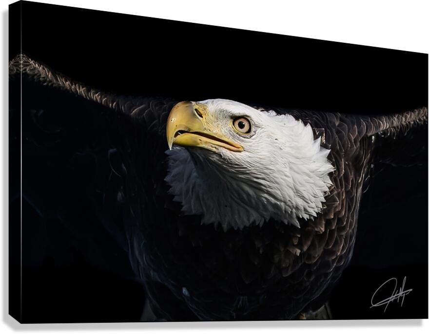 Bald Eagle 2 Canvas Print