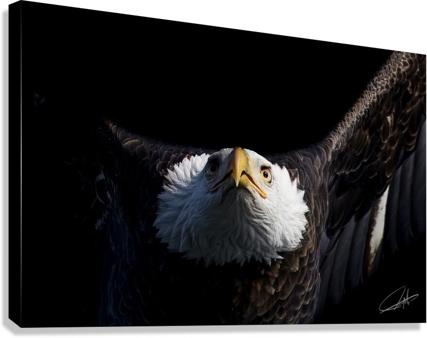 Bald Eagle 1 Canvas Print
