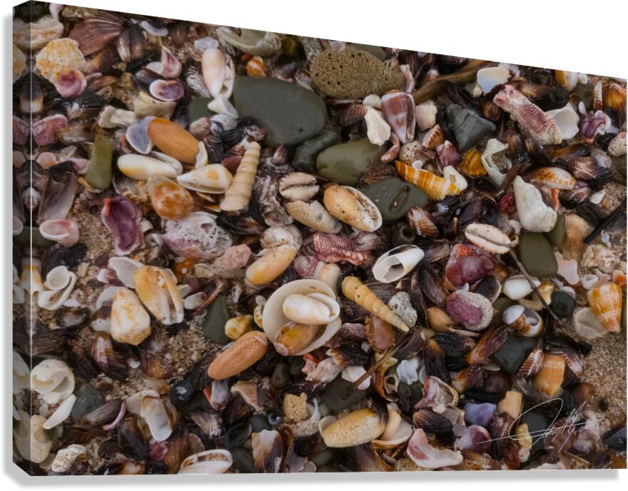 Shells III Canvas Print