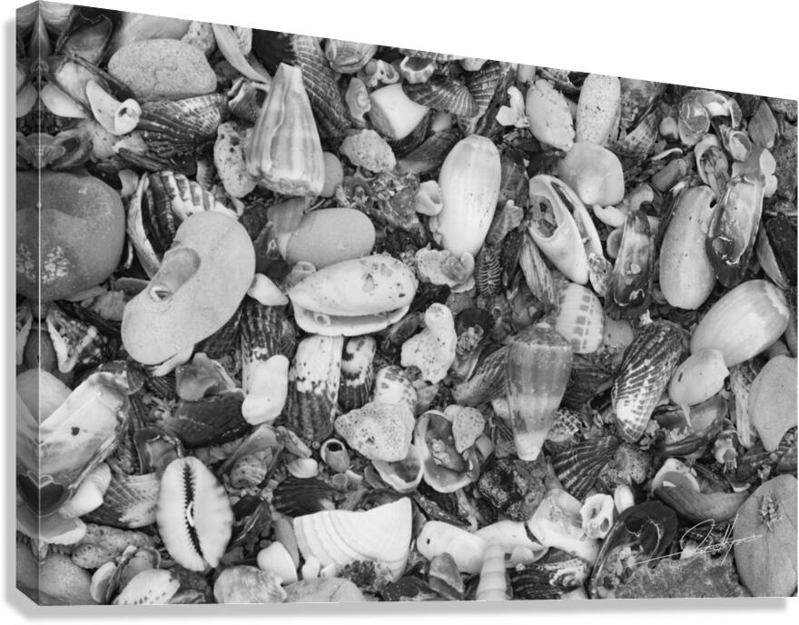 Shells II Canvas Print