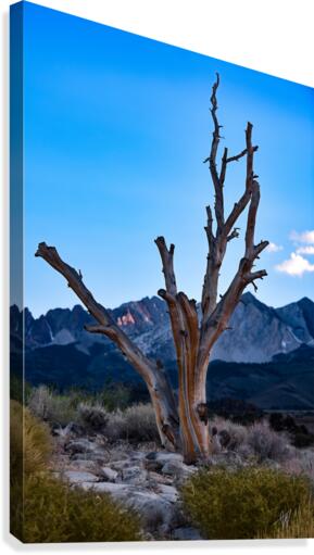 Sierra Tree Canvas Print