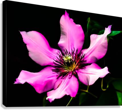 Flower 2 Canvas Print
