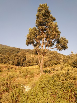 Nice tree of my village