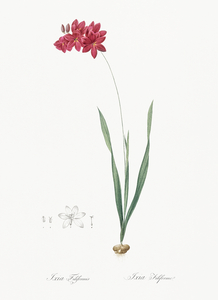 Ixia filiformis illustration 