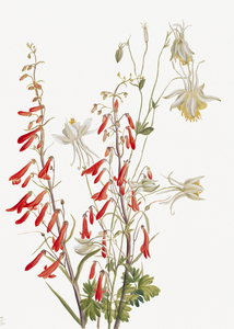Flower Study 1883–1900
