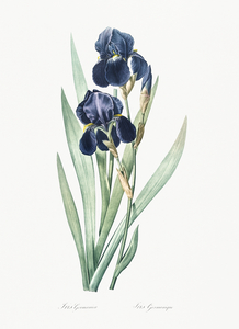 German iris illustration 