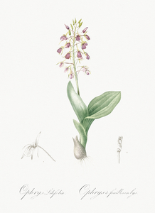 Brown widelip orchid illustration 