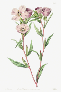 Pale Corona Amaryllis from Edwards Botanical Register 1829-1847  by Sydenham Edwards John Lindley and James Ridgway.