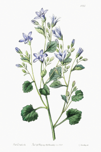 Dalmatian wall campanula flower from Edwards Botanical Register 1829-1847  by Sydenham Edwards John Lindley and James Ridgway.