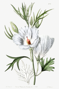Lilac hibiscus from Edwards Botanical Register 1829-1847  by Sydenham Edwards John Lindley and James Ridgway.