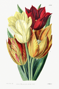 Rough stemmed tulip from Edwards Botanical Register 1829-1847  by Sydenham Edwards John Lindley and James Ridgway.