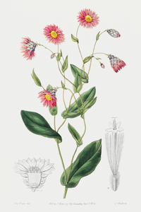 Captain Mangles rhodanthe from Edwards Botanical Register 1829-1847  by Sydenham Edwards John Lindley and James Ridgway. by IStockHistory com