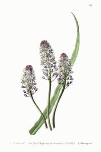 Meadow squill from Edwards Botanical Register 1829-1847  by Sydenham Edwards John Lindley and James Ridgway.