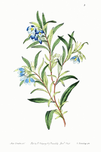 Narrow leaved sollya from Edwards Botanical Register 1829-1847  by Sydenham Edwards John Lindley and James Ridgway.