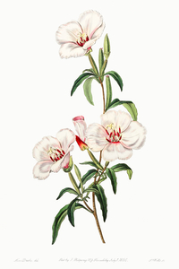 Wine-stained godetia from Edwards Botanical Register 1829-1847  by Sydenham Edwards John Lindley and James Ridgway.