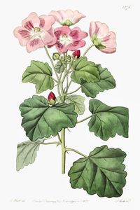 Rhomb leaved palavia from Edwards Botanical Register 1829-1847  by Sydenham Edwards John Lindley and James Ridgway.