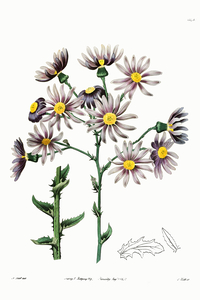 Lilac senecio from Edwards Botanical Register 1829-1847  by Sydenham Edwards John Lindley and James Ridgway.