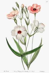 Dark-eyed viscaria from Edwards Botanical Register 1829-1847  by Sydenham Edwards John Lindley and James Ridgway.