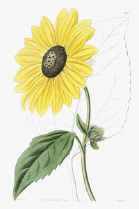 Californian Sunflower from Edwards Botanical Register 1829-1847  by Sydenham Edwards John Lindley and James Ridgway.
