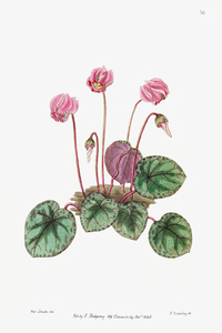 Shore cyclamen from Edwards Botanical Register 1829-1847  by Sydenham Edwards John Lindley and James Ridgway.